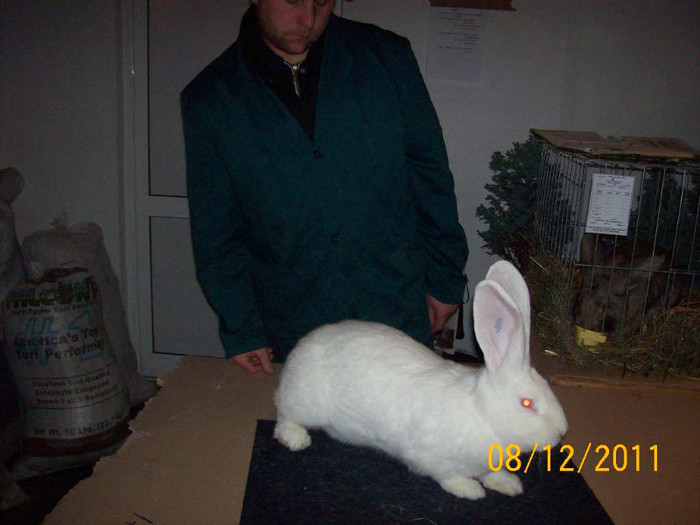 100_6808 - EXPOZITIA 8-11 DECEMBRIE 2011 HENIU BISTRITA