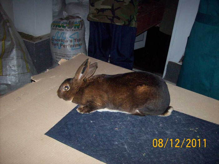 100_6810 - EXPOZITIA 8-11 DECEMBRIE 2011 HENIU BISTRITA