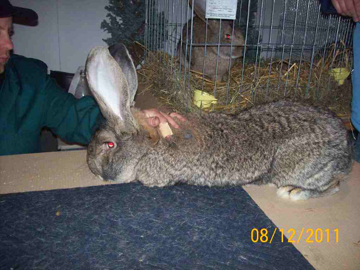 100_6818 - EXPOZITIA 8-11 DECEMBRIE 2011 HENIU BISTRITA