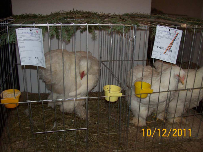 100_6827 - EXPOZITIA 8-11 DECEMBRIE 2011 HENIU BISTRITA