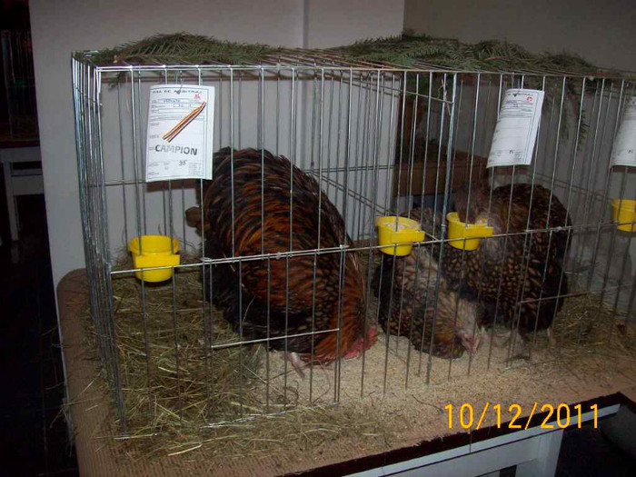 100_6828 - EXPOZITIA 8-11 DECEMBRIE 2011 HENIU BISTRITA