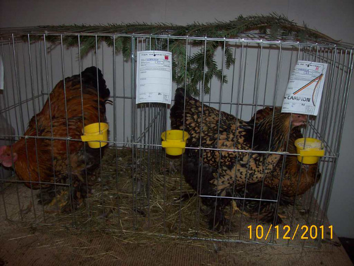 100_6829 - EXPOZITIA 8-11 DECEMBRIE 2011 HENIU BISTRITA