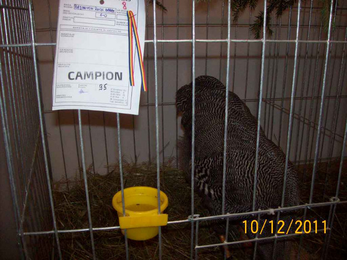 100_6826 - EXPOZITIA 8-11 DECEMBRIE 2011 HENIU BISTRITA