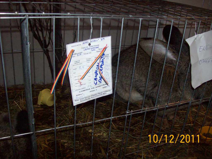 100_6831 - EXPOZITIA 8-11 DECEMBRIE 2011 HENIU BISTRITA