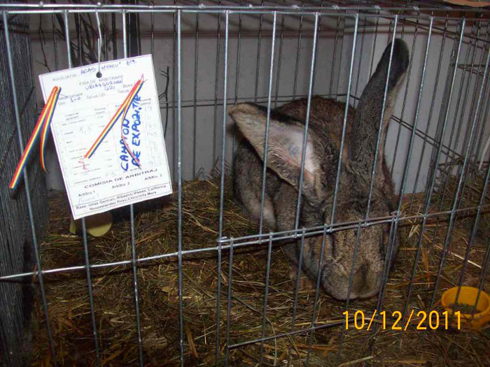 100_6833 - EXPOZITIA 8-11 DECEMBRIE 2011 HENIU BISTRITA