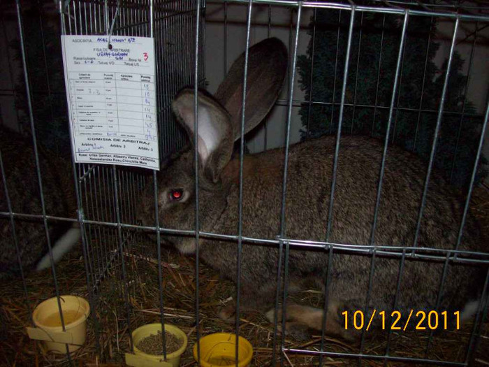 100_6835 - EXPOZITIA 8-11 DECEMBRIE 2011 HENIU BISTRITA