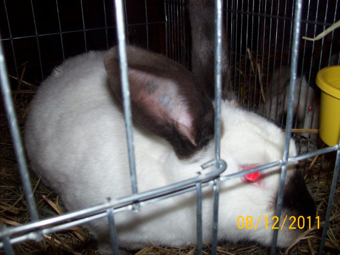 100_6790 - EXPOZITIA 8-11 DECEMBRIE 2011 HENIU BISTRITA