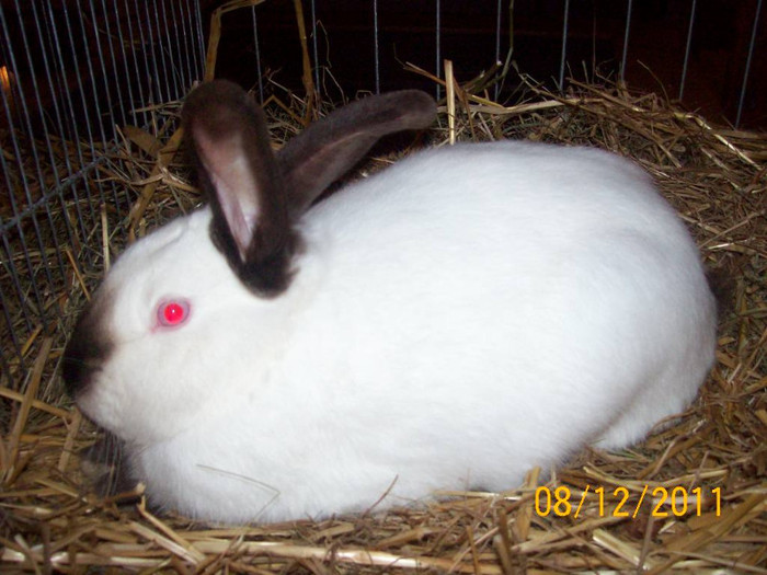 100_6791 - EXPOZITIA 8-11 DECEMBRIE 2011 HENIU BISTRITA