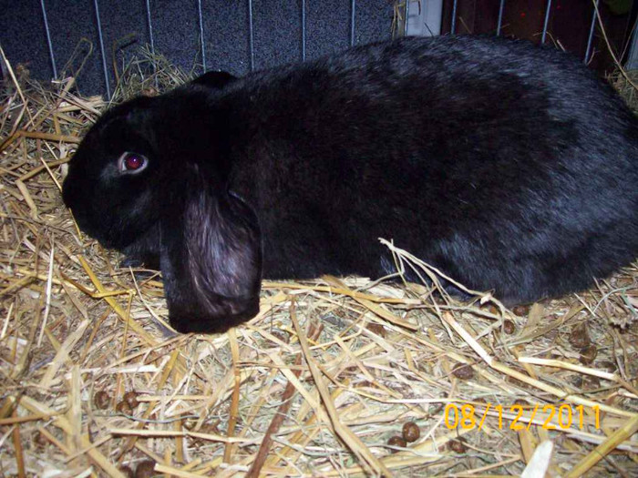 100_6793 - EXPOZITIA 8-11 DECEMBRIE 2011 HENIU BISTRITA