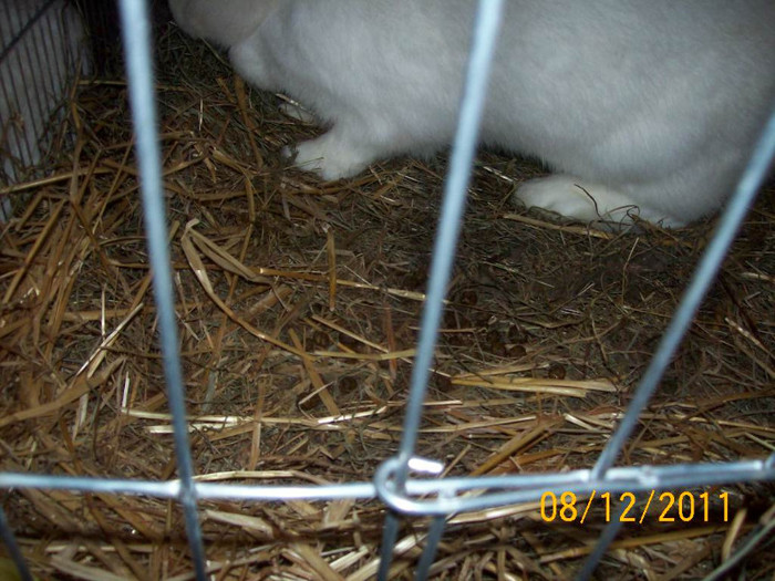 100_6796 - EXPOZITIA 8-11 DECEMBRIE 2011 HENIU BISTRITA