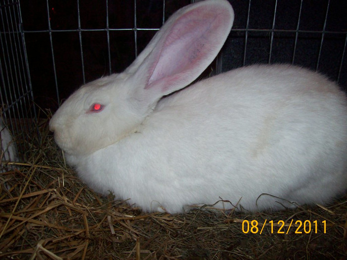 100_6797 - EXPOZITIA 8-11 DECEMBRIE 2011 HENIU BISTRITA