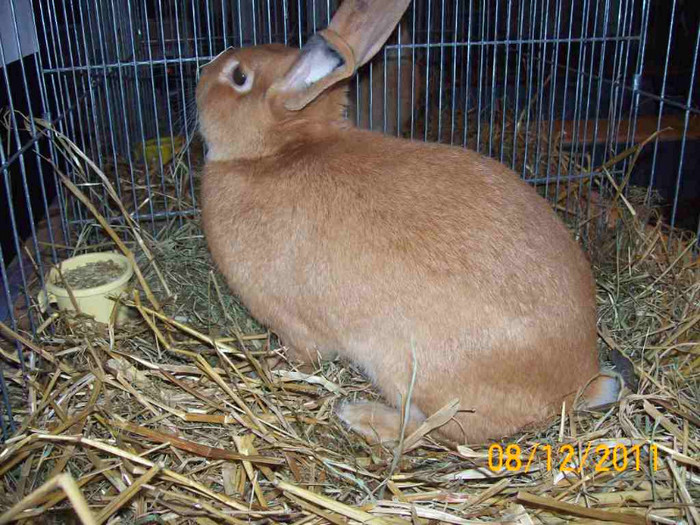 100_6799 - EXPOZITIA 8-11 DECEMBRIE 2011 HENIU BISTRITA