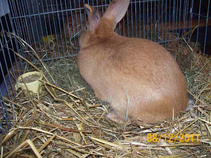 100_6800 - EXPOZITIA 8-11 DECEMBRIE 2011 HENIU BISTRITA