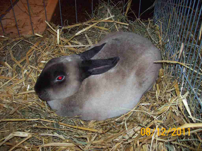 100_6801 - EXPOZITIA 8-11 DECEMBRIE 2011 HENIU BISTRITA