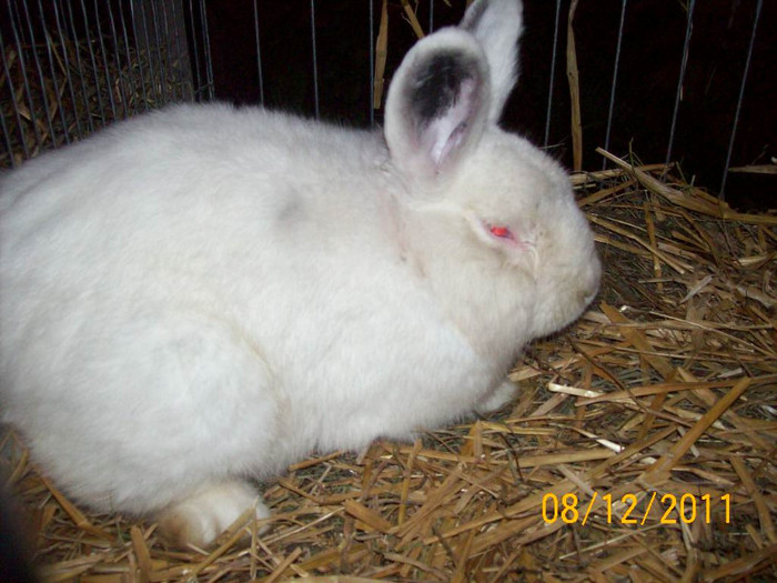 100_6803 - EXPOZITIA 8-11 DECEMBRIE 2011 HENIU BISTRITA