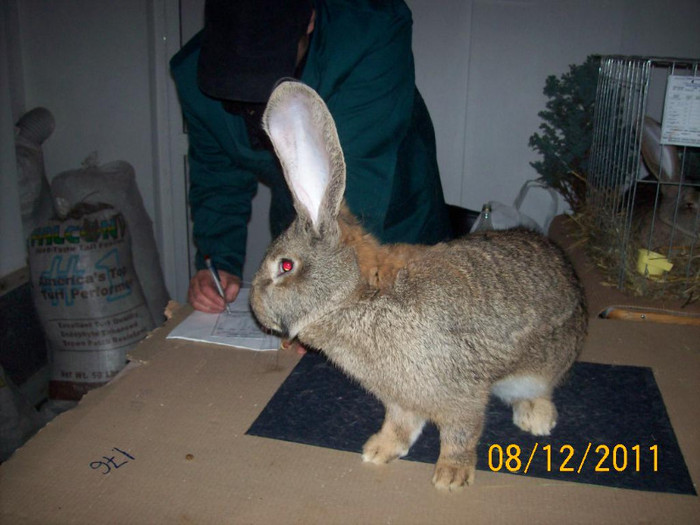 100_6814 - EXPOZITIA 8-11 DECEMBRIE 2011 HENIU BISTRITA