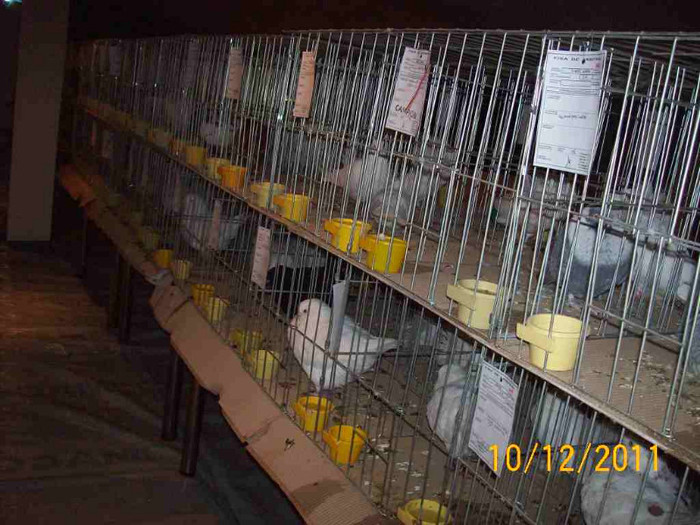 100_6853 - EXPOZITIA 8-11 DECEMBRIE 2011 HENIU BISTRITA