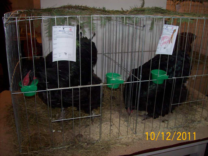 100_6855 - EXPOZITIA 8-11 DECEMBRIE 2011 HENIU BISTRITA