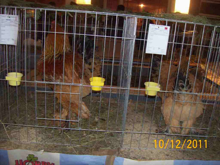 100_6858 - EXPOZITIA 8-11 DECEMBRIE 2011 HENIU BISTRITA