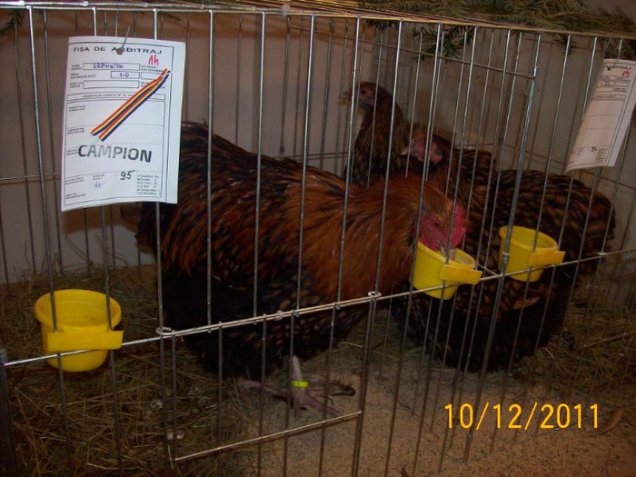 100_6861 - EXPOZITIA 8-11 DECEMBRIE 2011 HENIU BISTRITA