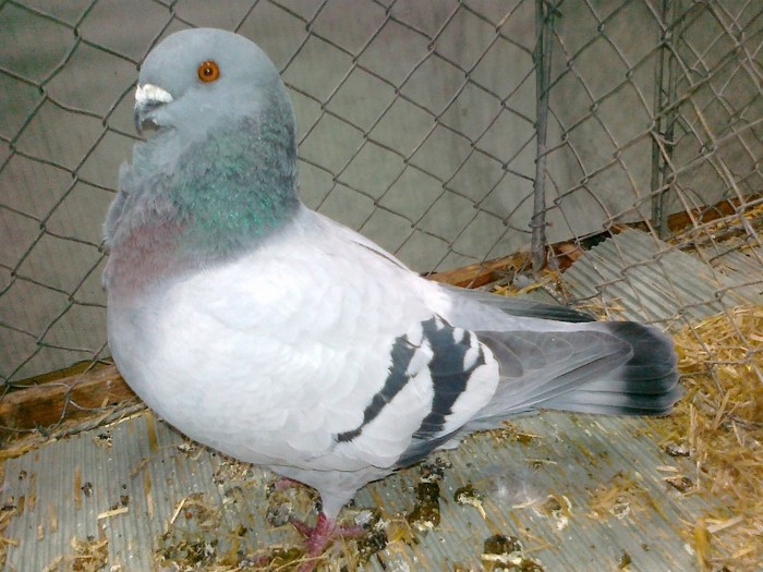 33320a pescarus liege