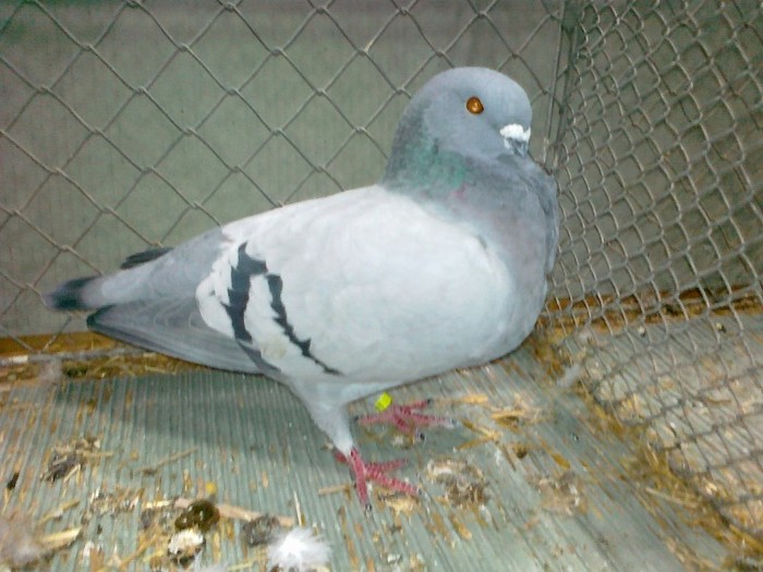 33322a pescarus liege