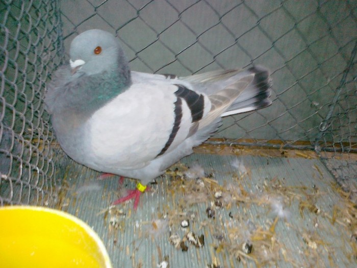 33348a pescarus liege