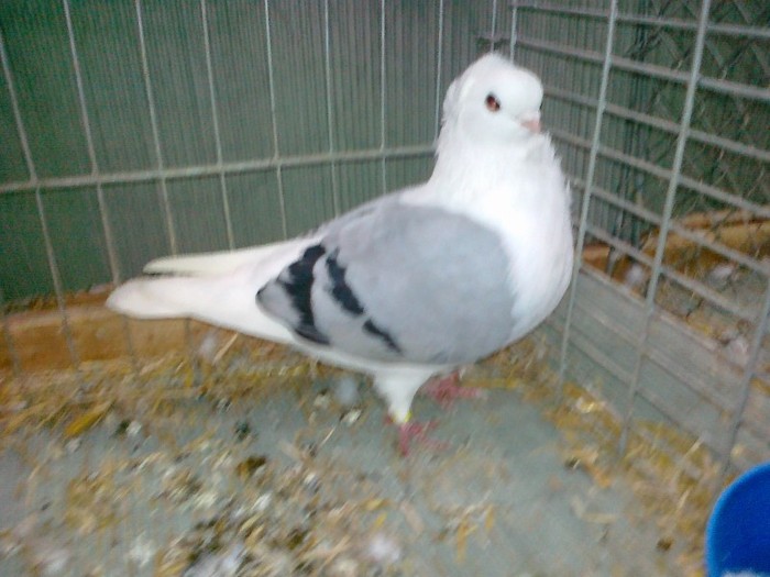 33573x pescarus german vechi