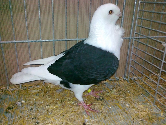 33781a pescarus aachen