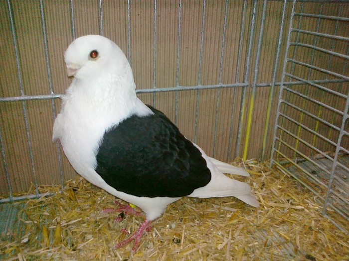 33786a pescarus aachen