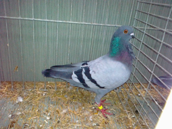33977a pescarus italian