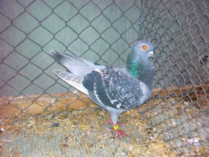 34069a pescarus italian