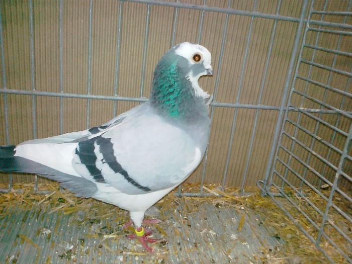 34153a pescarus italian