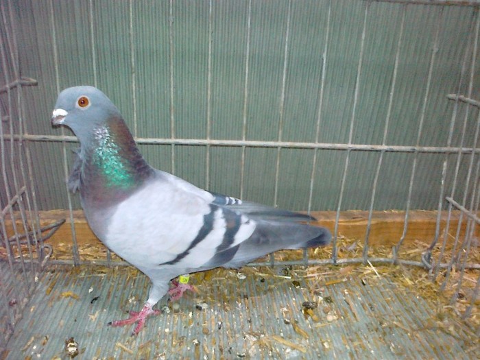 34202a figurita