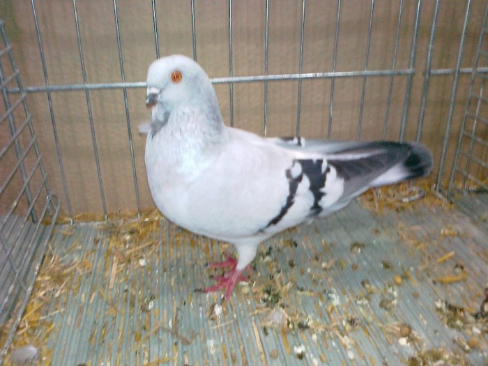 34271a figurita