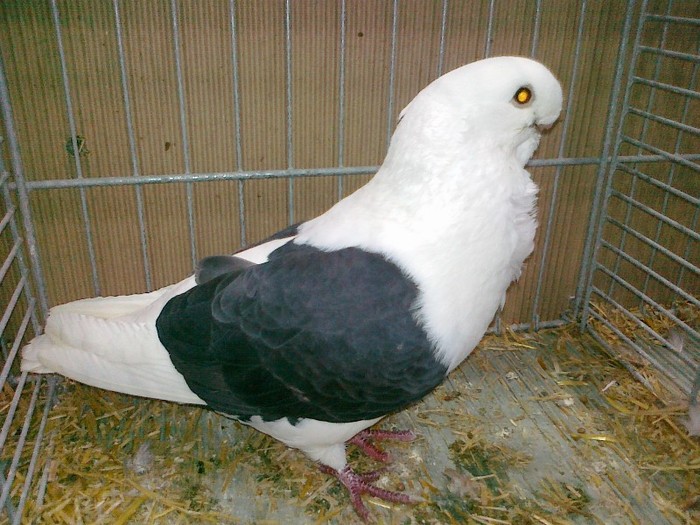 34304a pescarus german