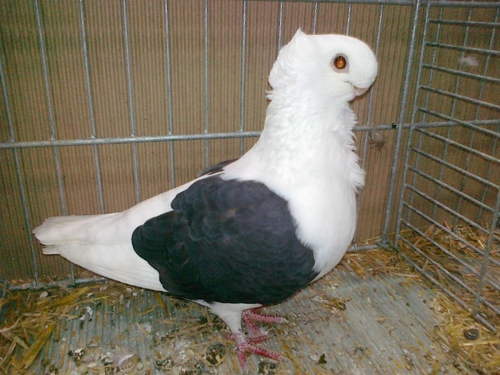 34313a pescarus german