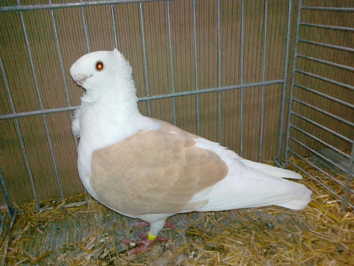 34325a turbit