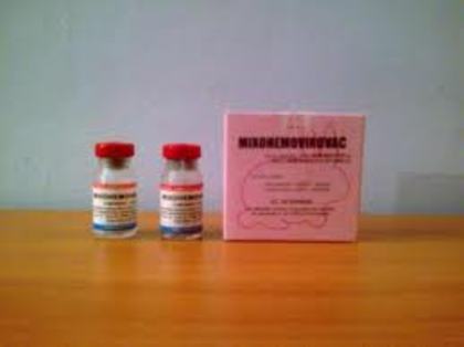 Mixohemovirovac-vaccin