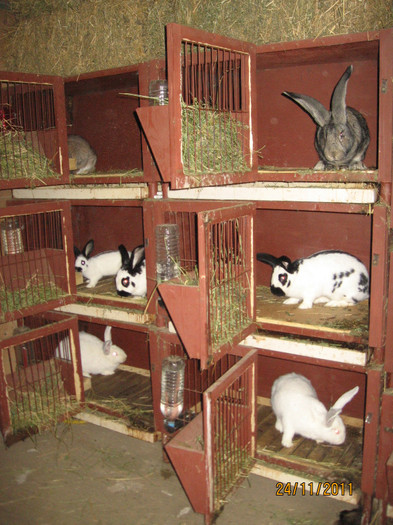 IMG_0475 - 3 custi iepuri