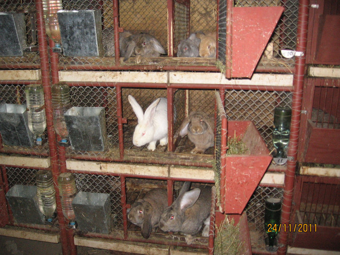 IMG_0486 - 3 custi iepuri