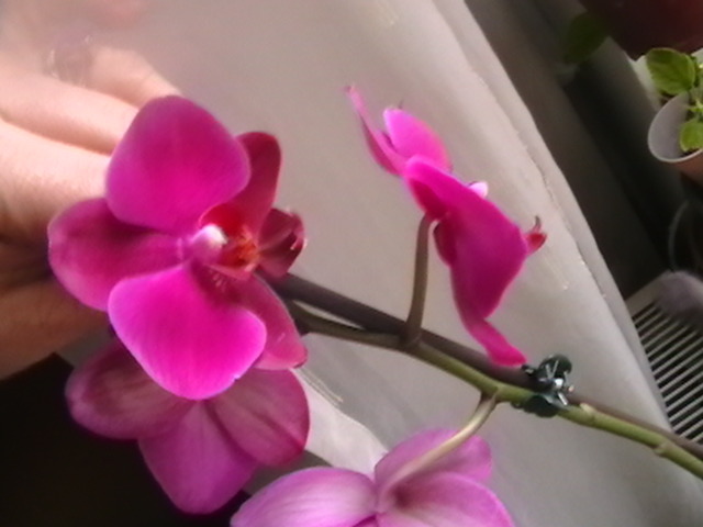 orhidea primita de ziua mea