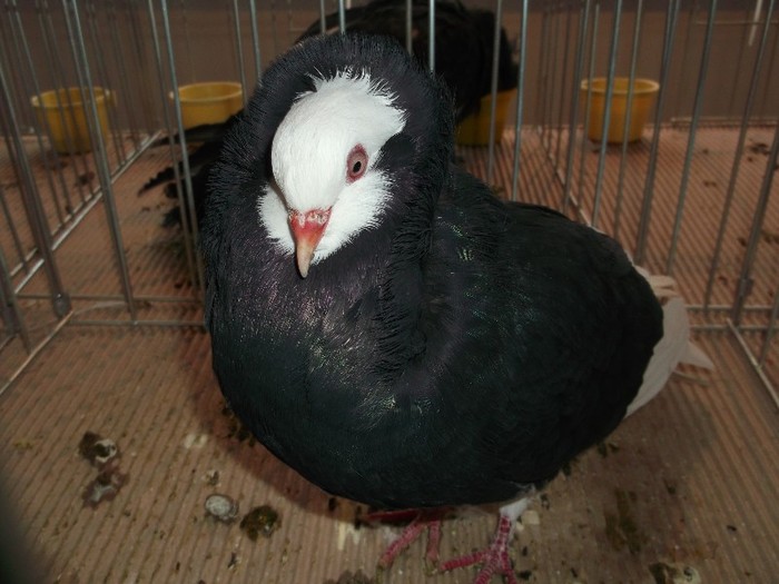 Picture 3095