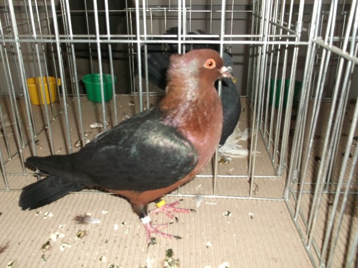 bronzatul lui Calin