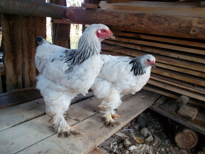 pereche - tineret brahma herminat deschis 2011