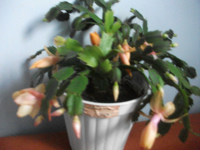 poze 328 - Craciunite decembrie