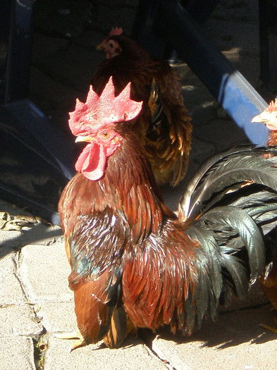 cocos chabo - 2012-1