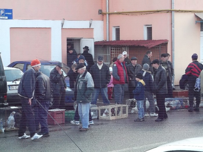 ...........iara............