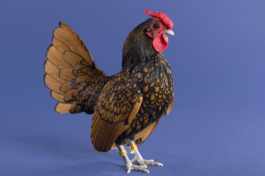 cocosel sebright