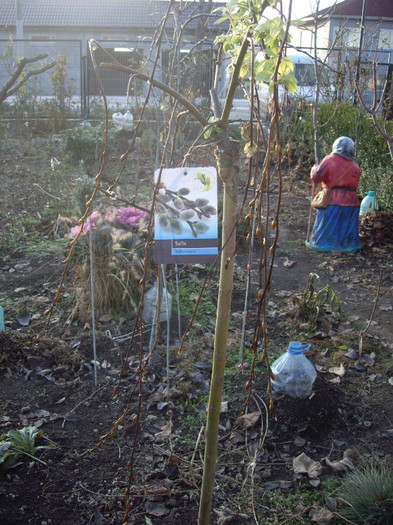 salix kilmarnoch